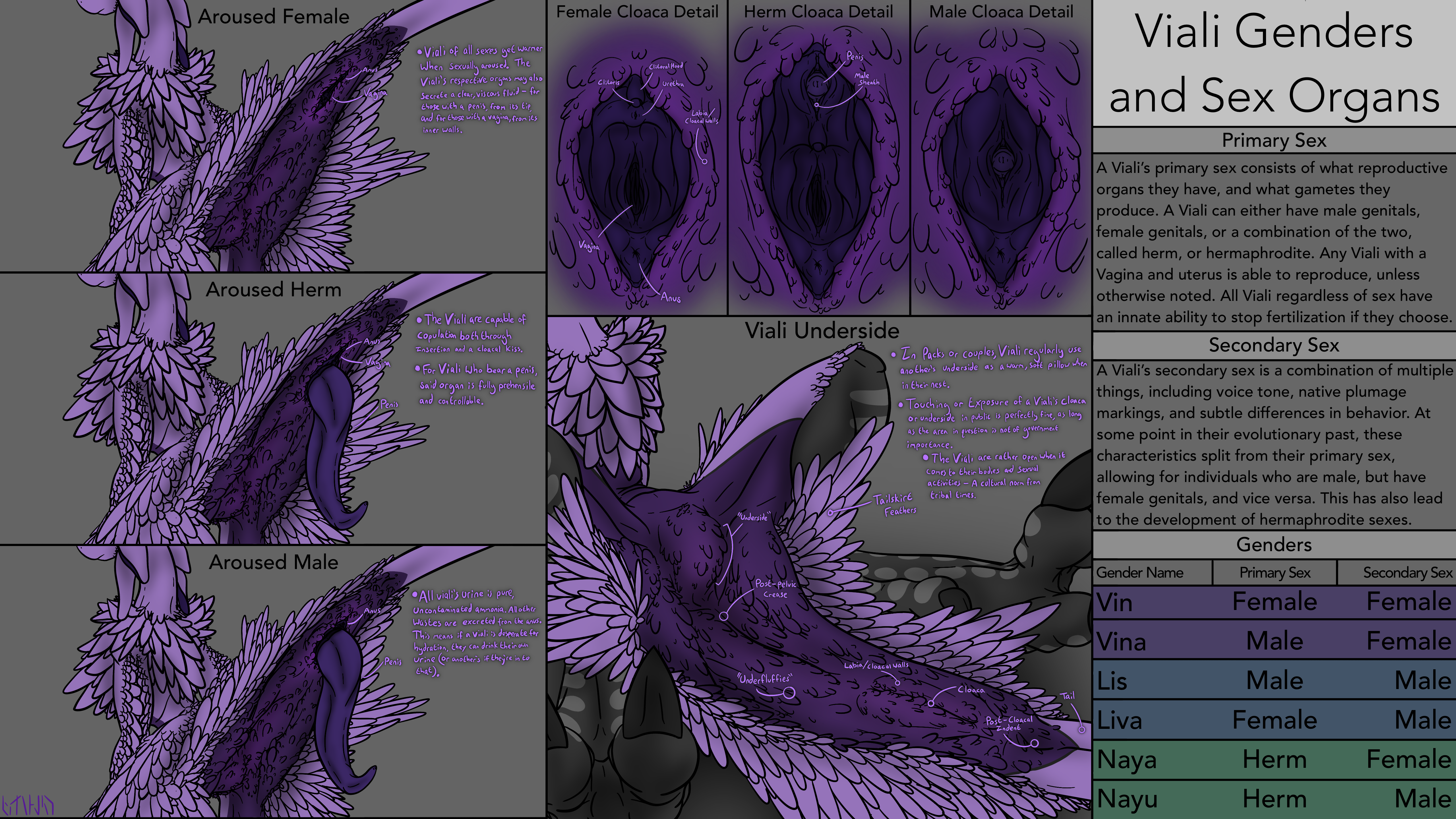 A detailed concept of the Viali reproductive organs and the Viali underside.